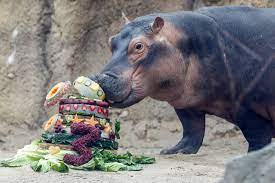 Happy Hippo Birthday!!