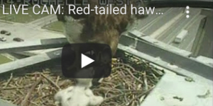 Redtail Hawk Cam