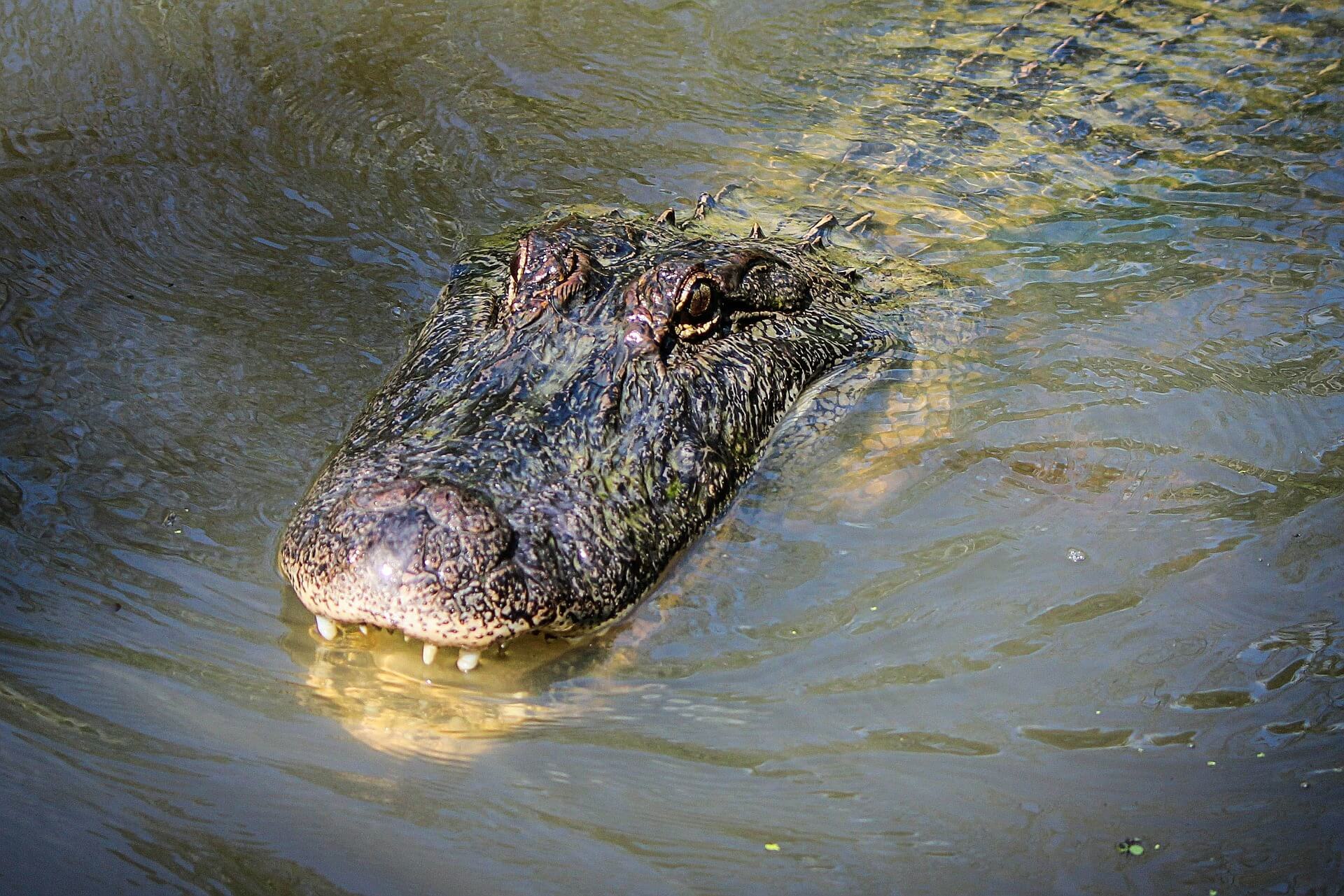 Scary Video, Gator Sneaks Up on Man Holding Baby Gator