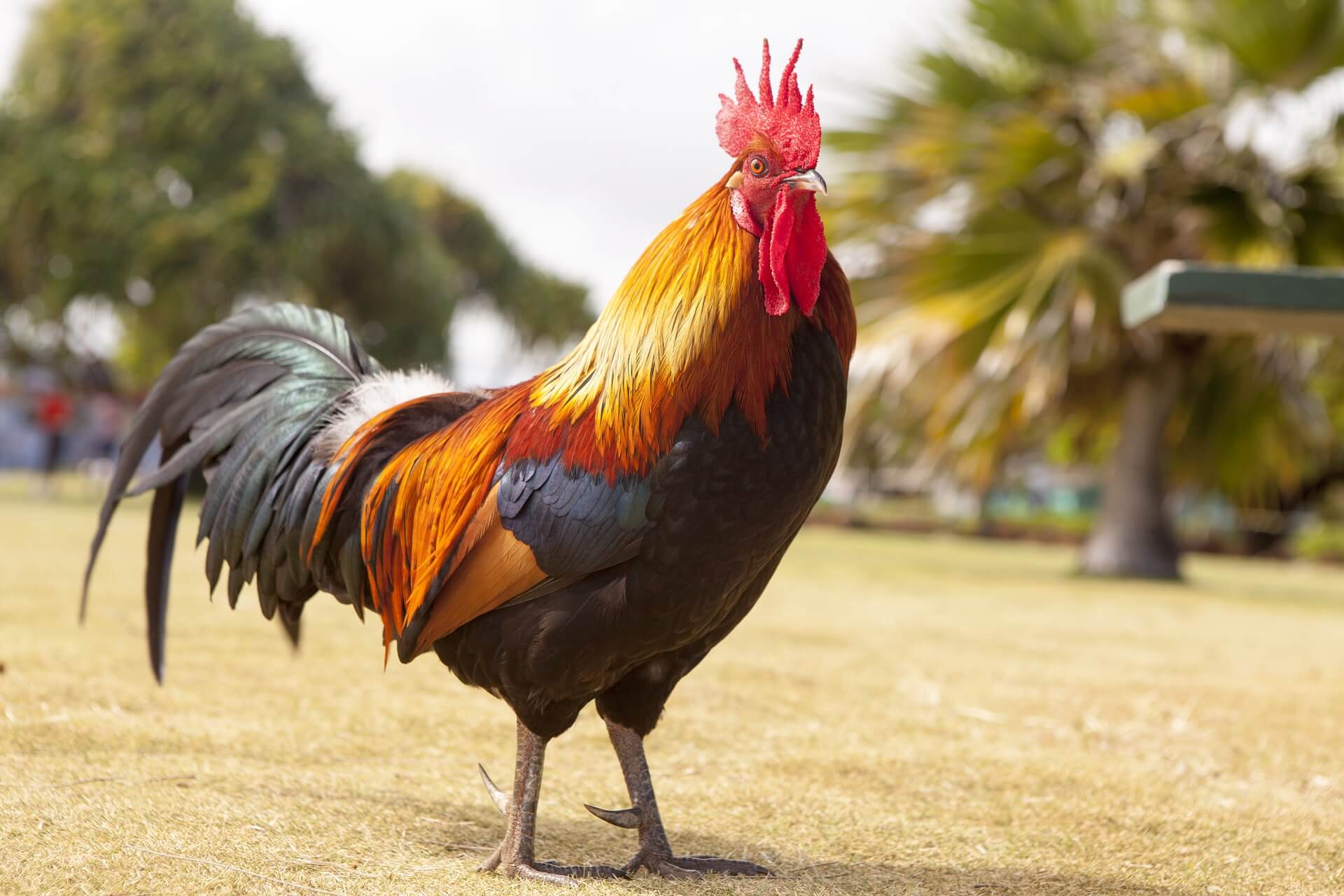 Puppy Imitates Rooster and It's Too Cute