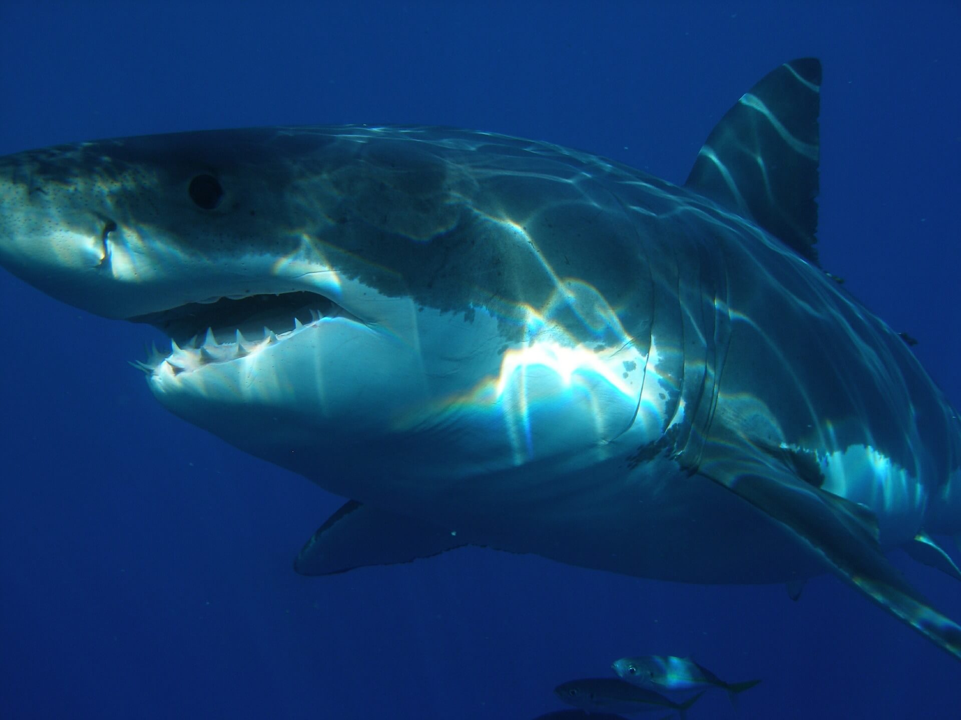 Boy Loses Fish to Shark