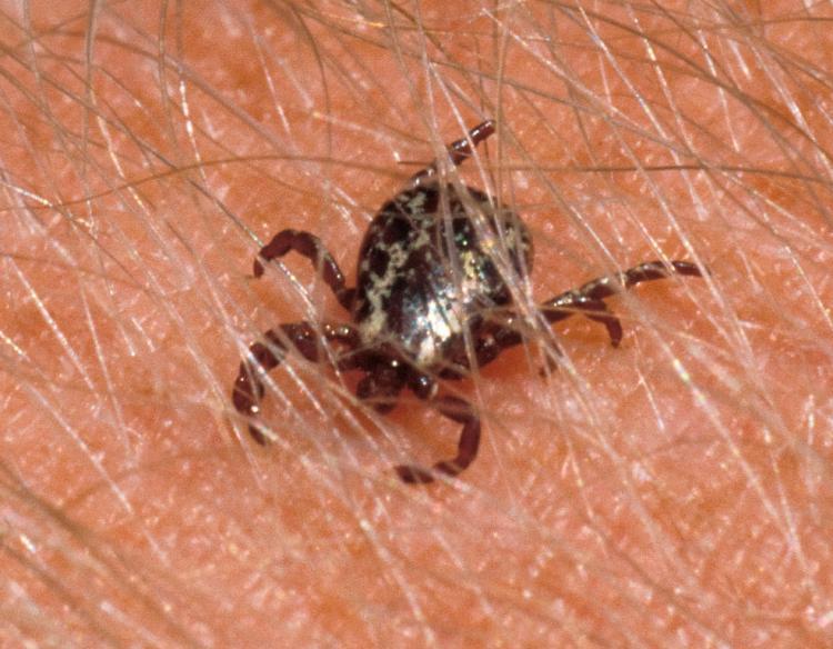 Missourians to Send Ticks for Research Study