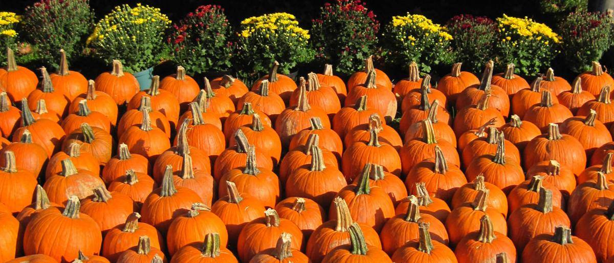 The Caledonia Pumpkin Fest This Weekend