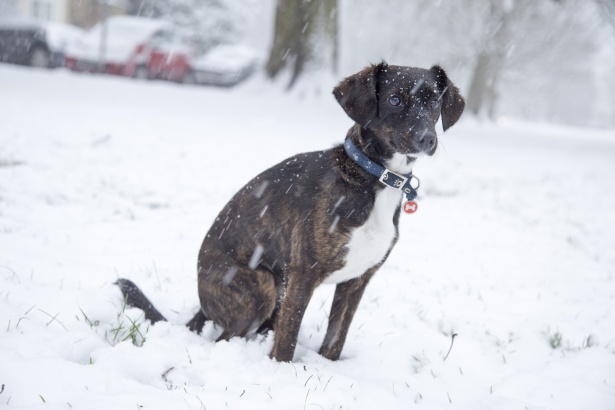 Cold Weather and Outdoor Pets