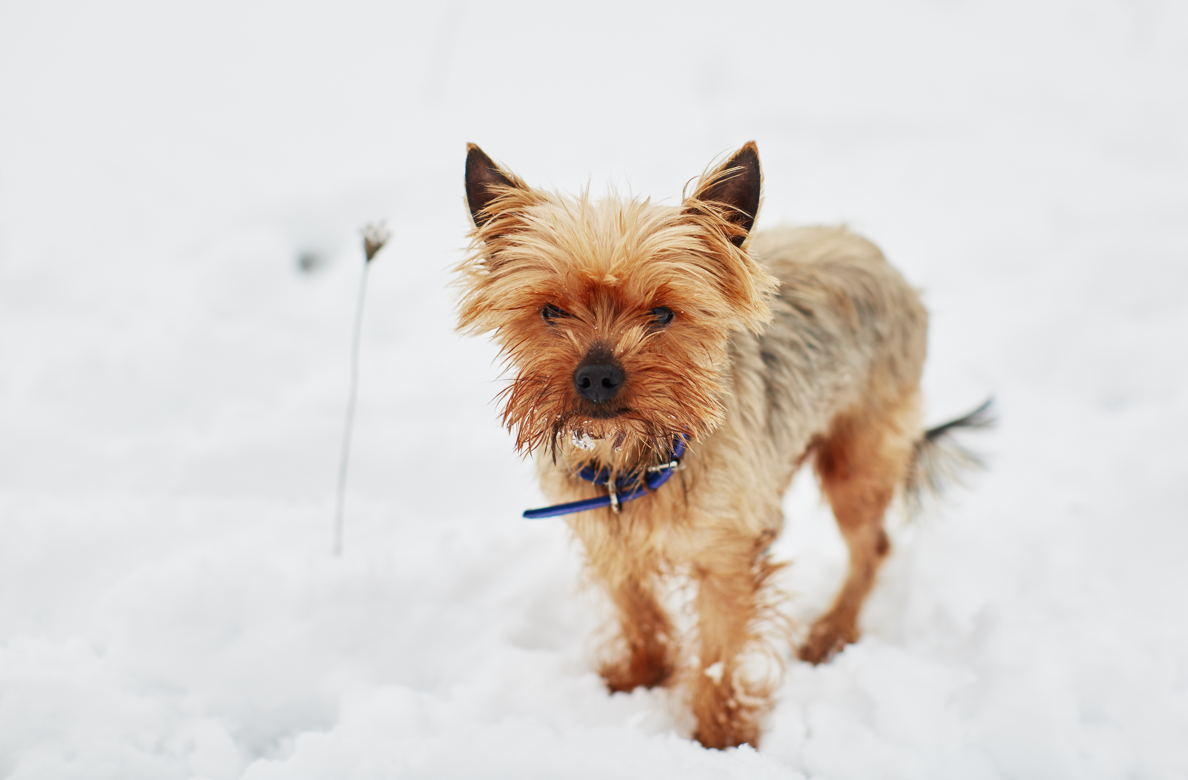Care for Pets in Extreme Cold