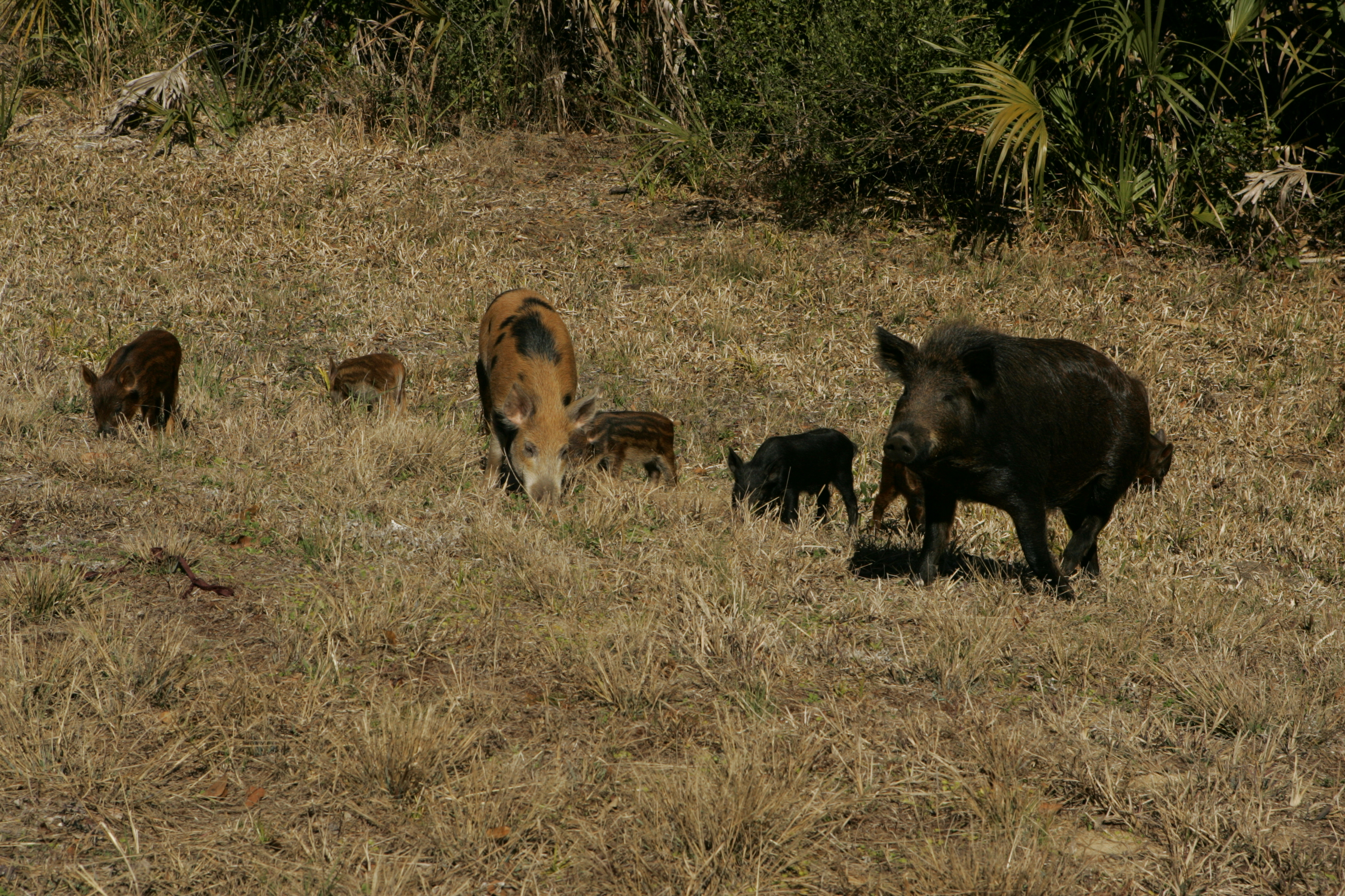 Night Vision Approved to Combat Feral Hogs